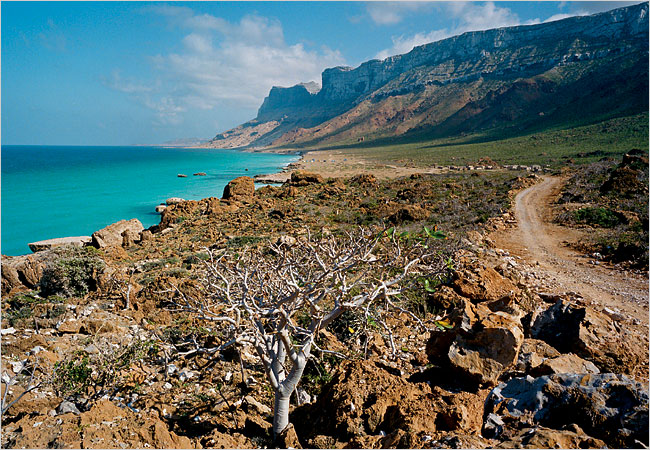 socotra